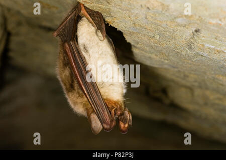 Vale Vleermuis hangend in een grot; maggiore Mouse-eared Bat appesi in una grotta Foto Stock