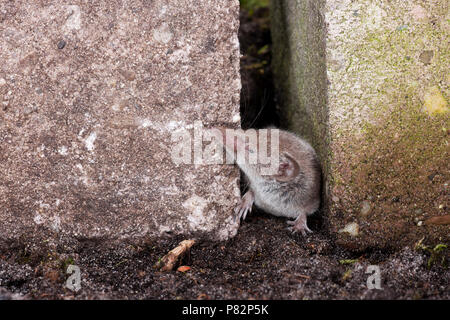Huisspitsmuis op de grond; maggiore bianco-Megera dentata sul terreno Foto Stock