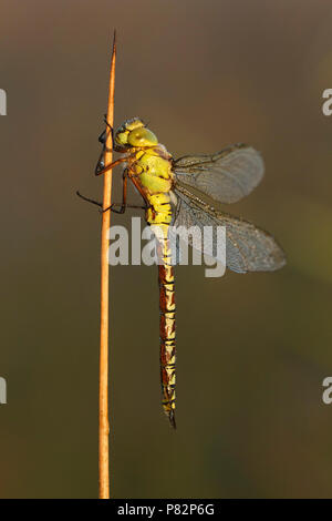 Bedauwde Groene glazenmaker; con rugiada verde coperta hawker; Foto Stock