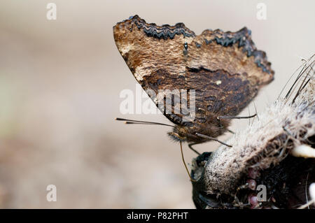 Grote vos op een dode Vos, grande tartaruga su un dead Fox Foto Stock