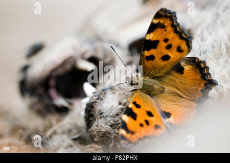 Grote vos op een dode Vos, grande tartaruga su un dead Fox Foto Stock