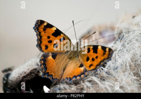 Grote vos op een dode Vos, grande tartaruga su un dead Fox Foto Stock