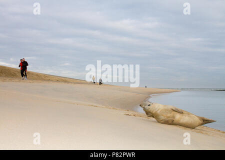 Gewone zeehond twee op strand; Porto due guarnizione sulla spiaggia Foto Stock