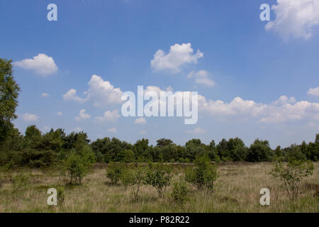 Aprire bos ha incontrato heide te Havelte; aprire la foresta e la brughiera a Havelte Foto Stock