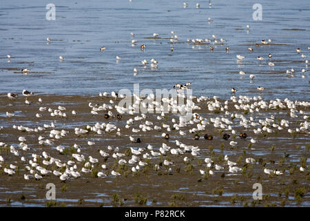 Hoogwatervluchtplaats incontrato steltlopers en meeuwen en Bergeenden; tidal velme con trampolieri, gabbiani en Shellducks Foto Stock