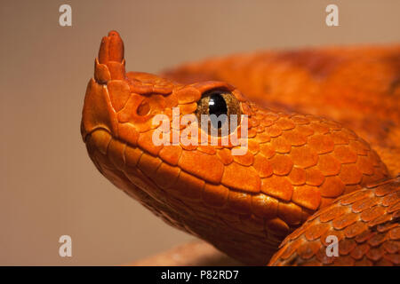 Portret van een Zanadder in gevangenschap; Ritratto di una vipera cornuta in cattività Foto Stock