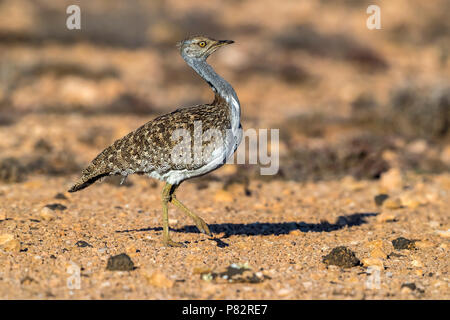 Houbara Bustard camminando sul deserto vicino Tindaya, Fuerteventura, Isole Canarie. Dicembre 27, 2017. Foto Stock