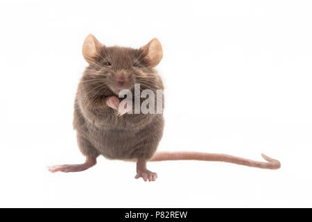 Huismuis, House Mouse Mus musculus