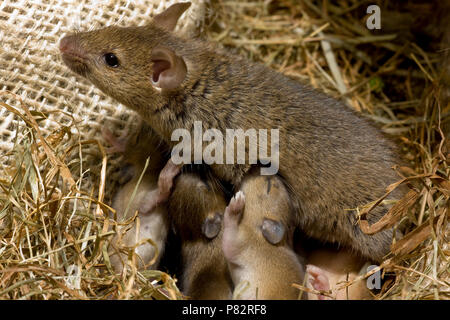 Huismuis incontrato nestje in huis; House Mouse con il nido in casa Foto Stock