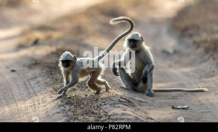 Adulti e bambini delle Pianure Settentrionali Langur correre su una pista in Bandavgarh NP, India. Marzo 2017. Foto Stock