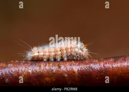 Hazelaaruil op tak, dado-tree Tussock sul pesce persico; Foto Stock