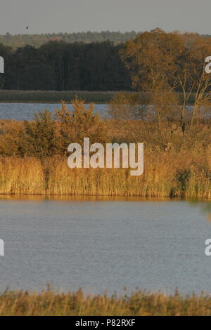 Waterpartijen in de Oderdelta; Wetlands in the Oderdelta Foto Stock