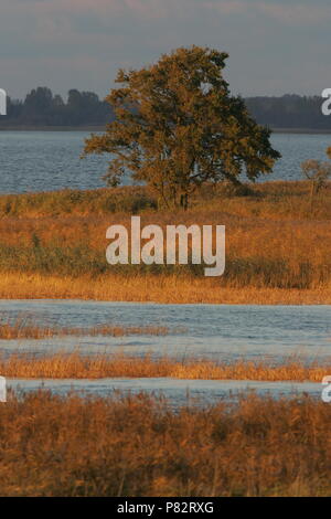 Waterpartijen in de Oderdelta; Wetlands in the Oderdelta Foto Stock