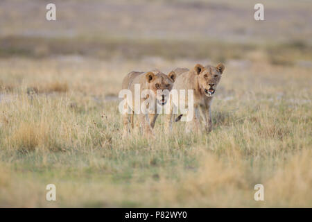 Due bambini deserto Kalahari lions pattugliano la zona Foto Stock