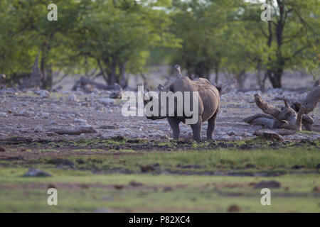 In via di estinzione il rinoceronte nero in lussureggianti Etosha deserto Foto Stock