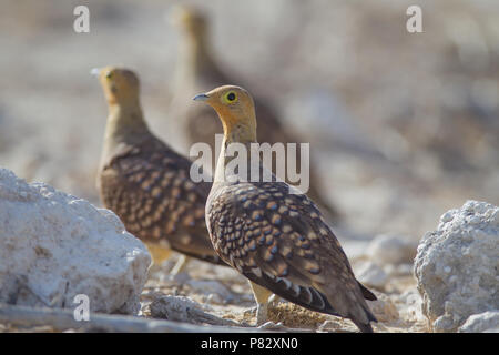 Gallo cedrone di sabbia sul terreno in pianura Kgalagadi Foto Stock