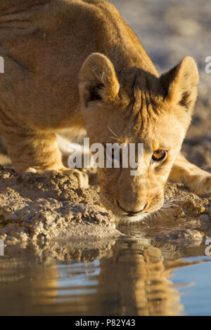 Tiny Lion cub acqua potabile da un laghetto in Etosha Foto Stock