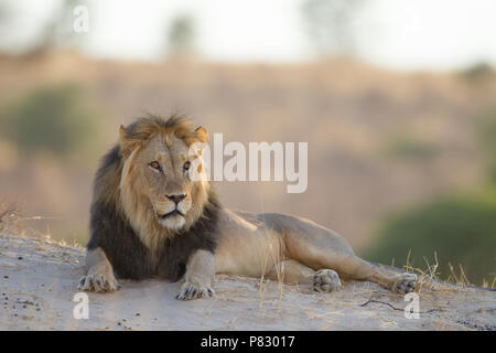 Nero Kalahari maned Lion nella boccola Foto Stock