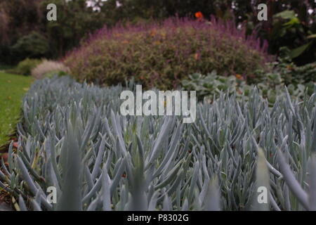 Succulente presso i Royal Botanical Gardens di Melbourne, Australia Foto Stock