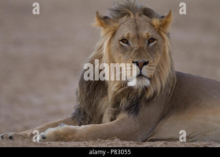 Maned nero capretti giovane maschio lion ritratto nel deserto del Kalahari Kgalagadi Parco Transfortier deserto Foto Stock