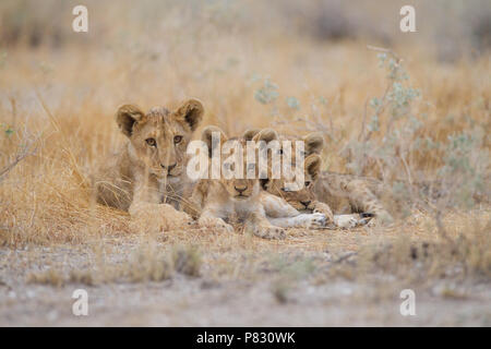 Carino baby lion cubs fratelli germani nel deserto Foto Stock