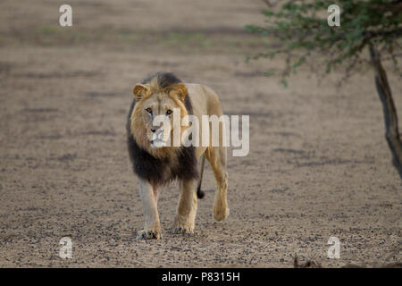 Maschio nero maned deserto Kalahari lion nella boccola Foto Stock