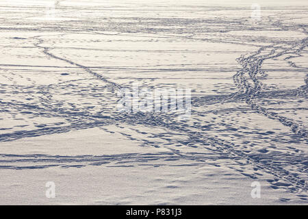 Footprint percorso attraversando un terreno nevoso, tracce sulla neve, sfondo Foto Stock