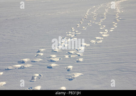 Footprint percorso attraversando un terreno nevoso, tracce sulla neve, sfondo Foto Stock