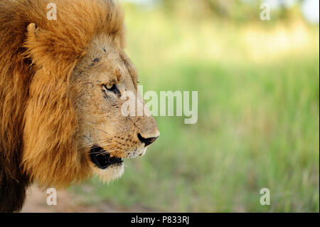 Leone maschio close up ritratto nella boccola Kruger Foto Stock