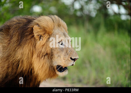 Leone maschio close up ritratto nella boccola Kruger Foto Stock