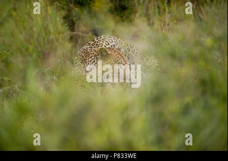 Maschio di leopard in modalità setalth dissimulata nella savana Kruger Foto Stock