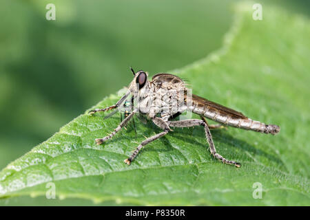 Chiusura del rapinatore fly o cannibale volare anche chiamato assassin fly, Dysmachus trigonus, mangiare la sua preda seduto su una foglia verde Foto Stock