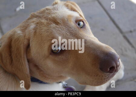 Grazioso cucciolo con gli occhi verdi Foto Stock