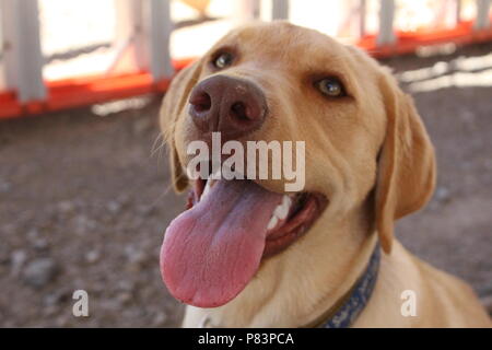 Grazioso cucciolo sorridente con occhi verdi Foto Stock