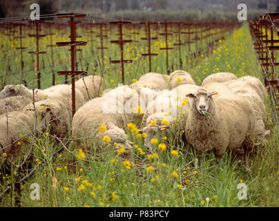 Gregge di pecore pascolano sui denti di leoni in vigneto, Napa Valley, California, Stati Uniti d'America Foto Stock