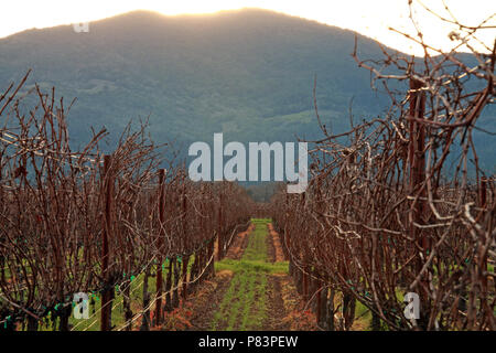 Inverno Unpruned vigna al tramonto nella Napa Valley, California Foto Stock