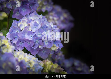 Close-up di viola hydrangea fiori che sbocciano contro uno sfondo scuro Foto Stock
