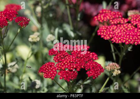 Velluto rosso yarrow. Foto Stock