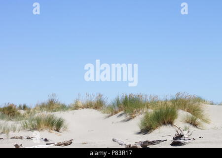 Immagine di sfondo di toi toi erba crescente sulla cima di una duna di sabbia contro un Cielo di estate blu in Nuova Zelanda con copia spazio. Foto Stock