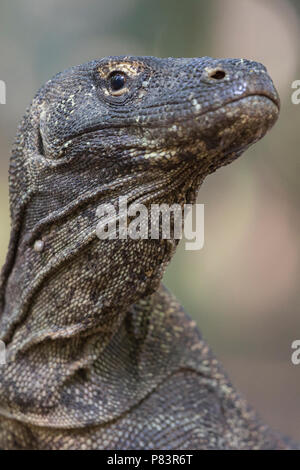 Drago di Komodo, Komodo Foto Stock