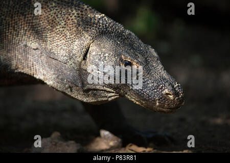 Drago di Komodo, Komodo Foto Stock