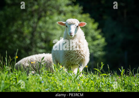 In prossimità di giovani ovini in un prato in un agriturismo Foto Stock