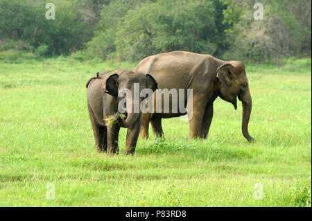 Gli elefanti nel Parco Nazionale dello Sri Lanka Foto Stock