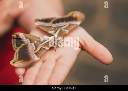 Falena gigante closeup sulla mano umana. Foto Stock