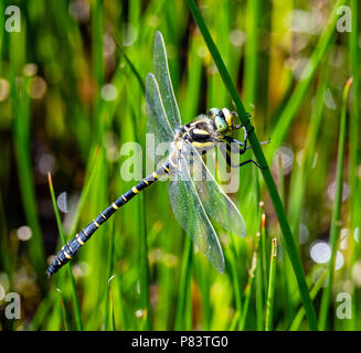 Golden-inanellati dragonfly Cordulegaster boltonii pendente da una canna stelo in un torrente di montagna su Exmoor Somerset REGNO UNITO Foto Stock
