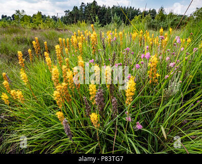 I picchi di giallo di bog asphodel (Narthecium ossifragum) nella pianura bagnata heath a comune Thursley Riserva Naturale Nazionale, SURREY REGNO UNITO Foto Stock