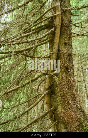 Intreccia due tronchi di alberi di conifere nella foresta Foto Stock