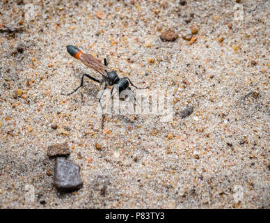 Ammophila sabulosa red-sabbia nastrati wasp mettendo pietre su l'ingresso alla sua tana per nasconderlo dai predatori - Comune Thursley Surrey UK Foto Stock