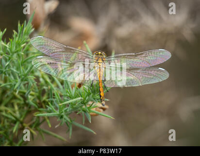 Appena emerse o femmina teneral di nero darter dragonfly Sympetrum danae con morbide ali iridescenti e ala bianca macchie a comune Thursley Surrey UK Foto Stock