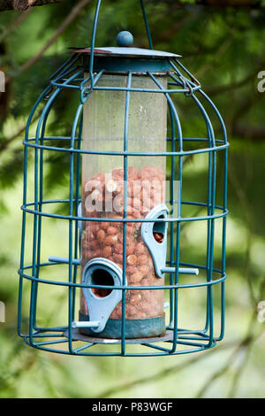 Prova di scoiattolo peanut bird feeder England Regno Unito Foto Stock